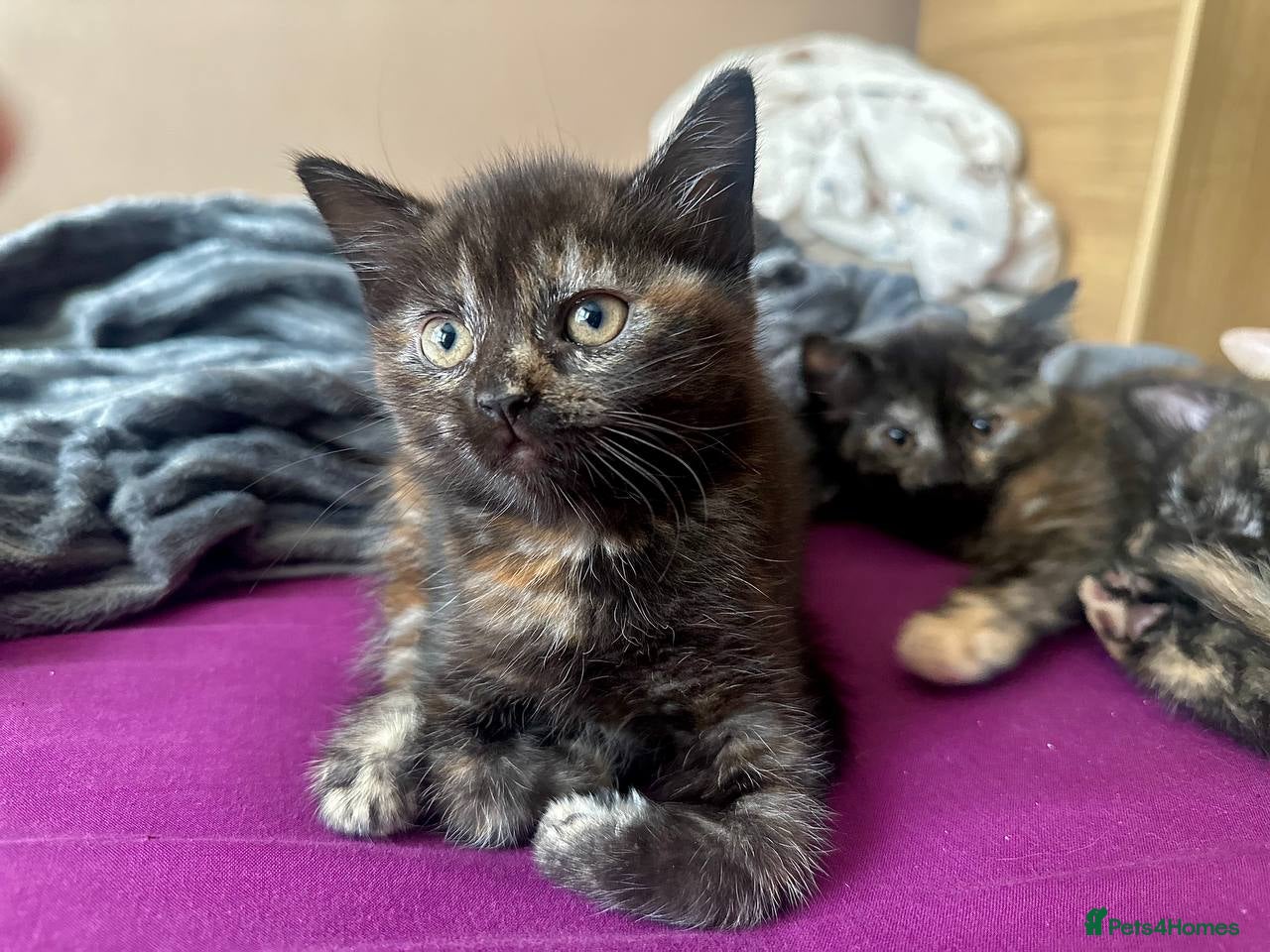 Domestic Shorthair cats Ginger boy & tortie girls waiting for new families - Advert 2