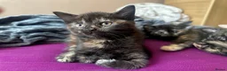 Domestic Shorthair cats for sale: Ginger boy & tortie girls waiting for new families - Advert 15