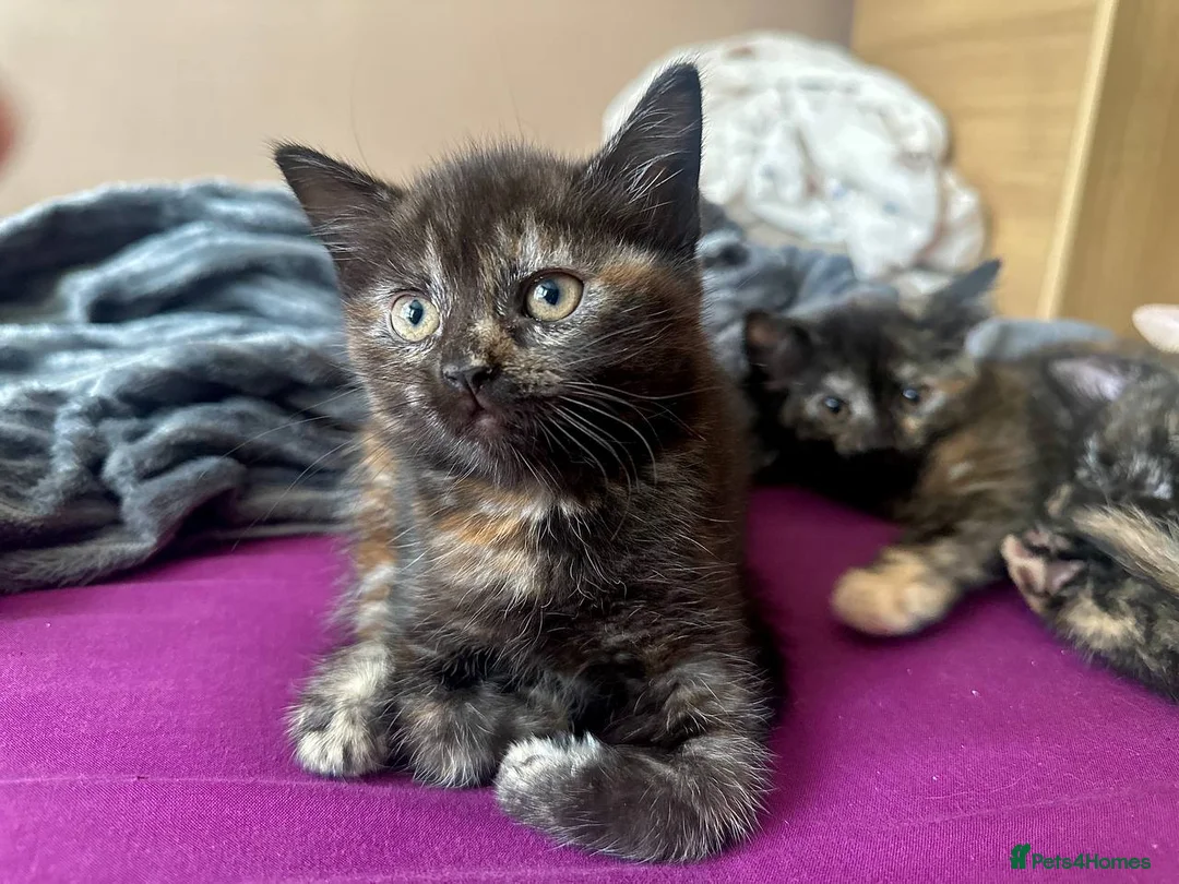 Domestic Shorthair cats for sale: Ginger boy & tortie girls waiting for new families - Advert 2