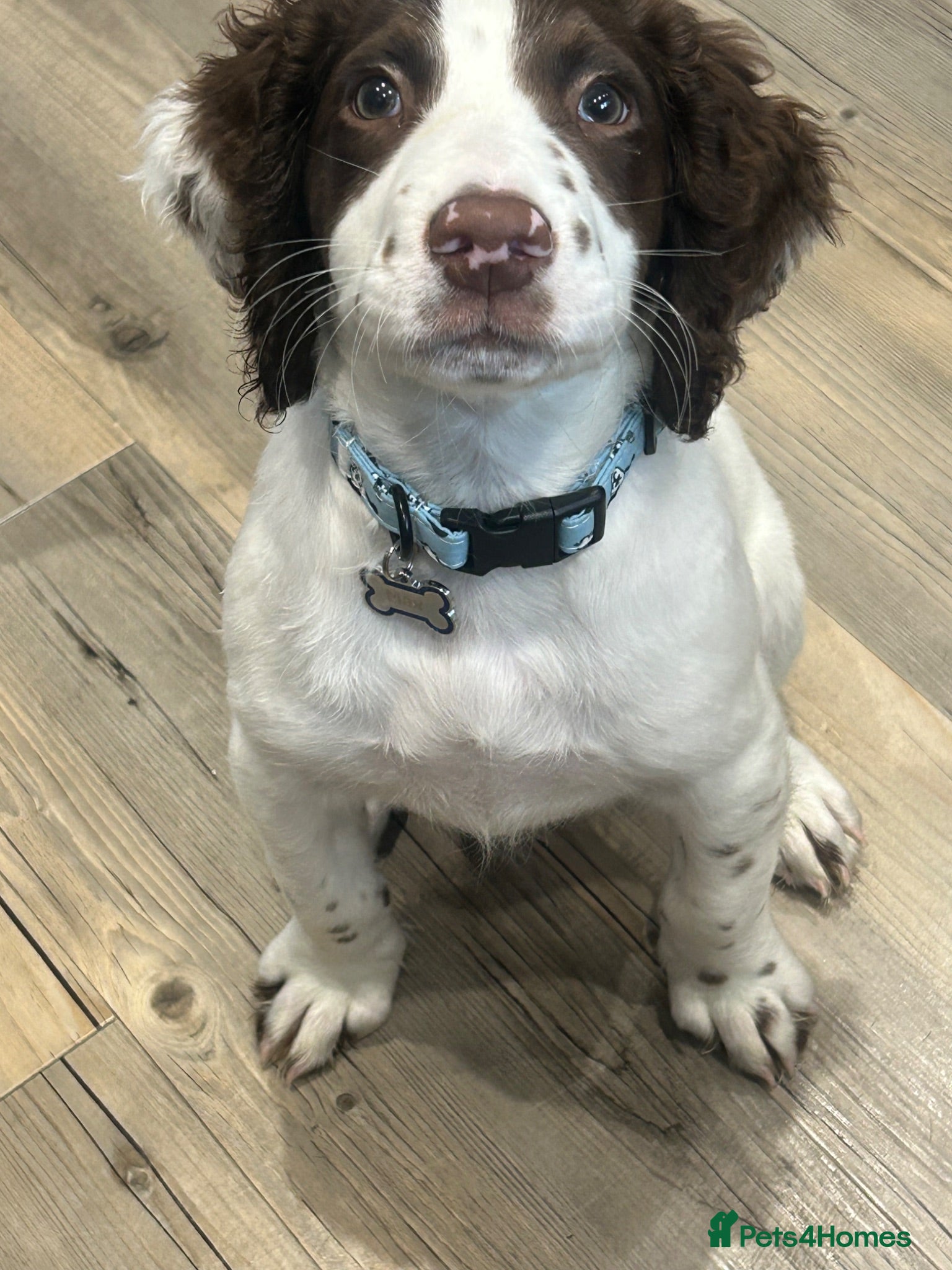 English Springer Spaniel dogs English springer spaniel puppy  - Advert 1