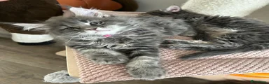 Maine Coon Kitten Blue Classic Tabby 🩷