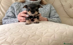 Miniature Schnauzer dogs for sale: Beautiful kc reg miniature schnauzers - Advert 6