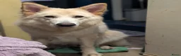 German Shepherd dogs for sale: Zeus white & Gold German shepherd - Advert 4