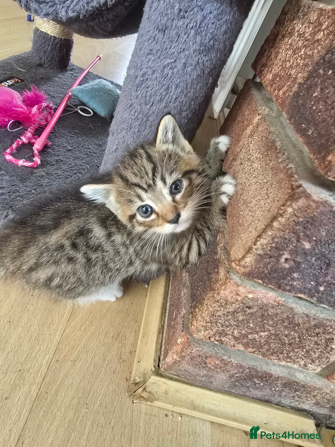 Mixed Breed cats for sale: Kittens - Image 2