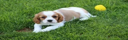 Cavalier King Charles Spaniel dogs for sale: PUG x CAVALIER puppies for sale  - Advert 15