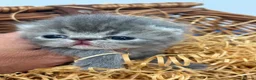 Exotic cats for sale: 3 high quality exotics - Advert 4