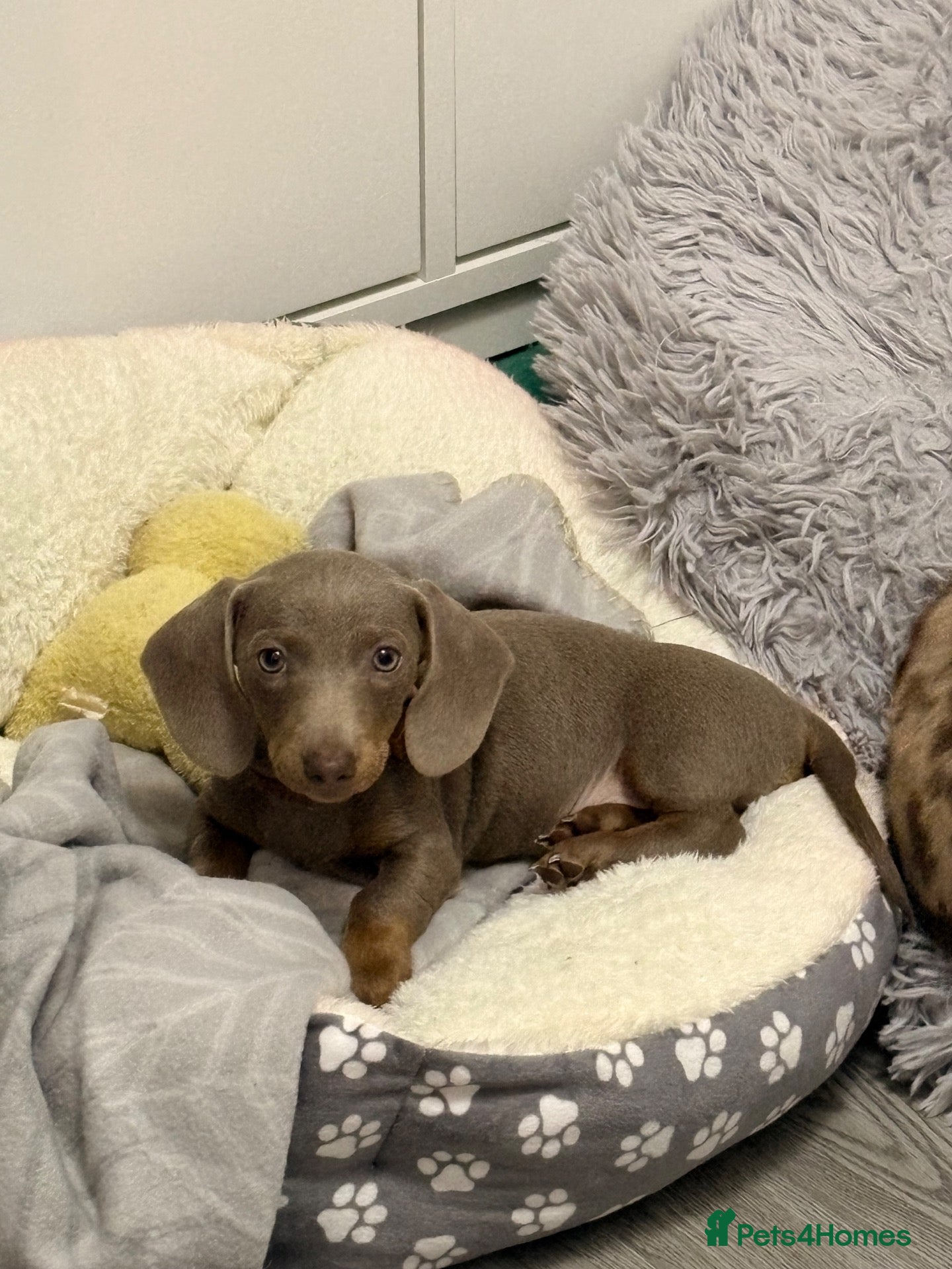 Miniature Dachshund dogs Gorgeous Chocolate & Dapple Dachshund Puppies 🐶🤎 - Advert 2