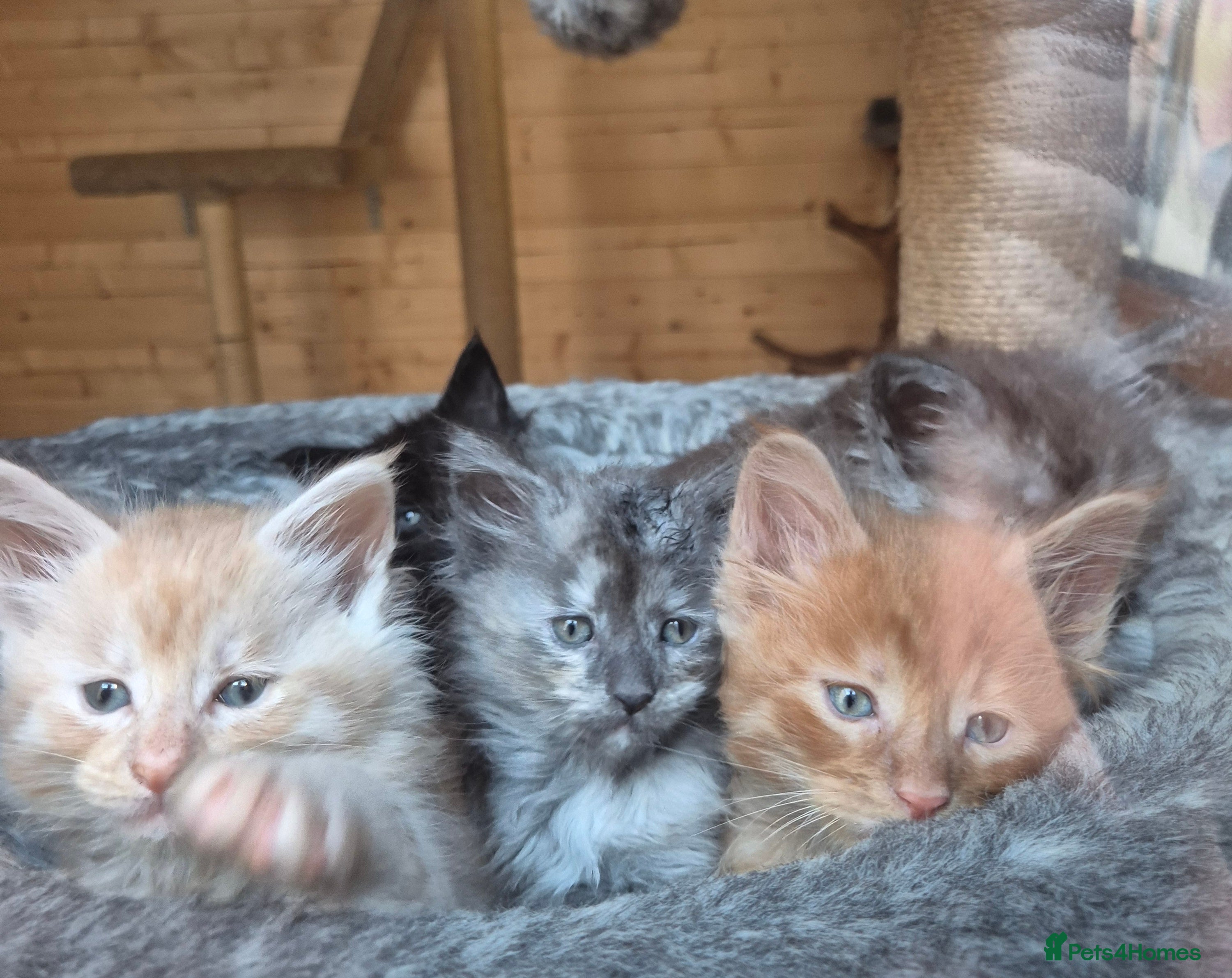 Maine Coon cats Mein Con - Advert 6