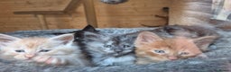 Maine Coon cats for sale: Mein Con - Advert 2