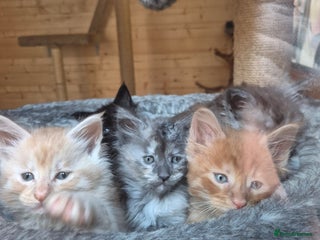 Maine Coon cats Mein Con - Advert 6