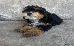 Cavapoo dogs for sale: Adorable Cavapoos looking for family homes - Image 2