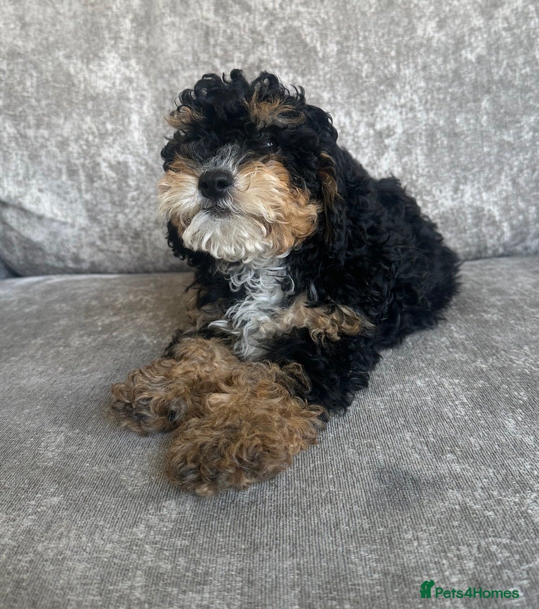 Cavapoo dogs for sale: Adorable Cavapoos looking for family homes - Image 2