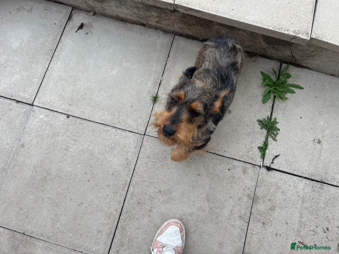 Dachshund dogs for sale: STANDARD DACHSHUND  - Image 4