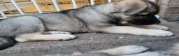 German Shepherd dogs for sale: German Shepherd pups Straight back KC registered - Advert 3