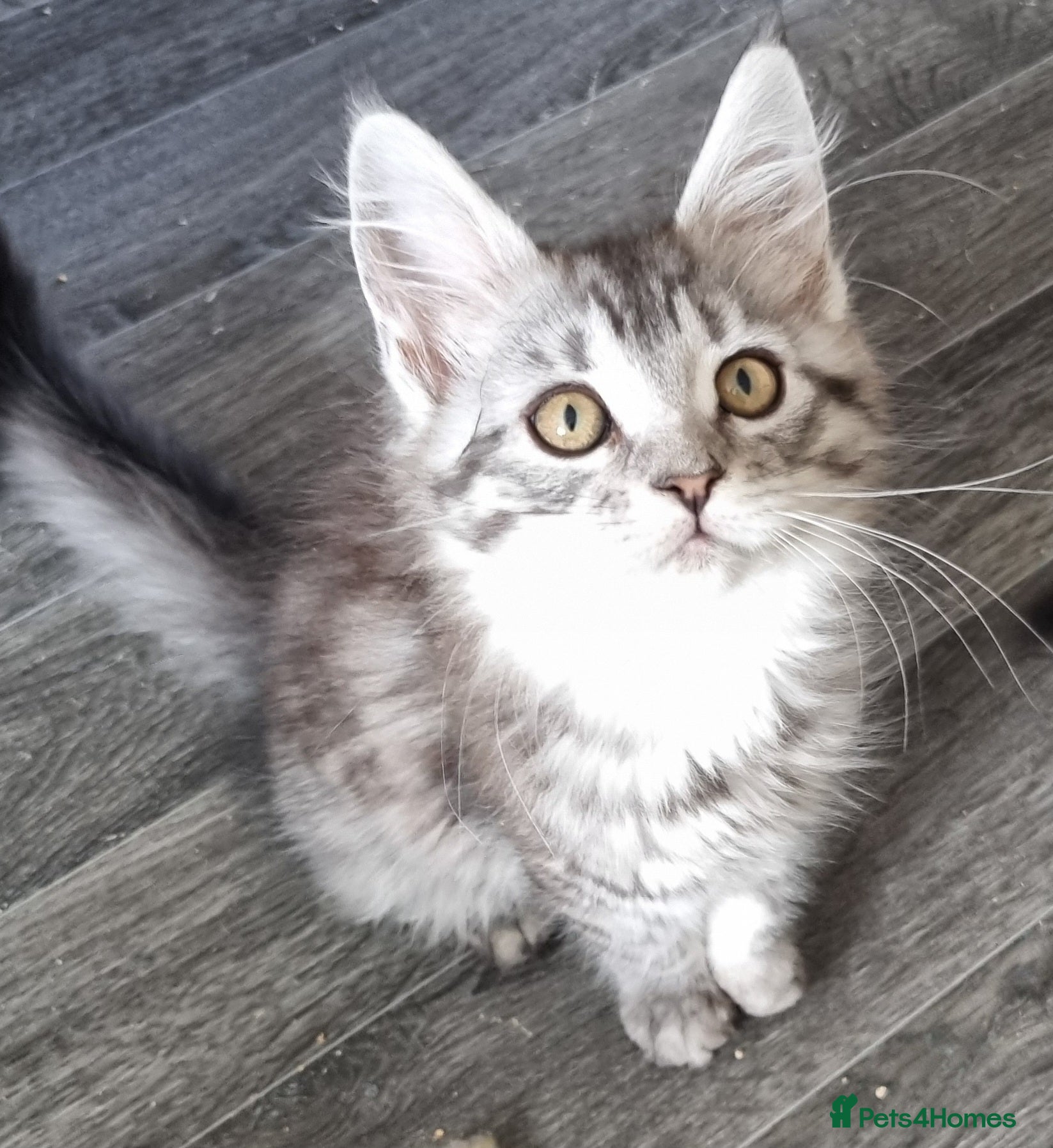 Maine Coon cats Reduced GCCF black silver and silver torbies - Advert 15