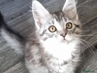 Maine Coon cats Reduced GCCF black silver and silver torbies - Advert 15