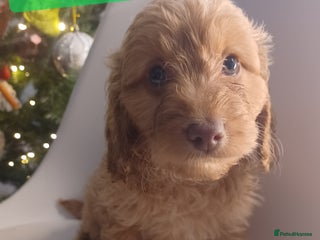 Cavapoo dogs 🐶 Cavapoo/ miniature poodle ready to go !!!!🐶 - Advert 2