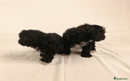Yorkiepoo dogs for sale: Tiny Yorkipoos beautiful fluff balls puppies - Image 21