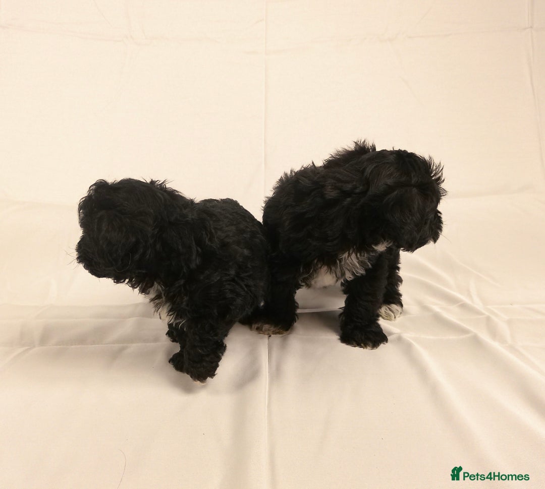 Yorkiepoo dogs for sale: Tiny Yorkipoos beautiful fluff balls puppies - Image 21