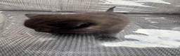 Mixed Breed cats for sale: KITTENS FOR SALE  - Advert 8