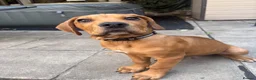 Mixed Breed dogs for sale: Lenny 14 week old cane corso x staffy pup - Advert 8