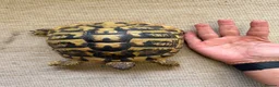 Hermann Tortoise reptiles for sale: Pair of Hermann's Tortoises with Complete Setup - Advert 4