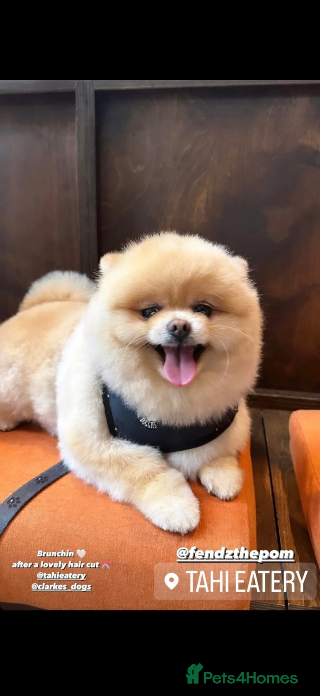 Pomeranian dogs for sale: Teddy bear toy Pomeranian - Advert 19