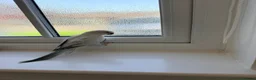 Parrots birds for sale: BEAUTIFUL QUAKER / MONK PARROTS BIRDS  - Advert 2