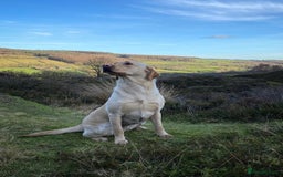 Labrador Retriever dogs for sale: Pretty Perfect Labrador Puppies- Ready in December - Image 10