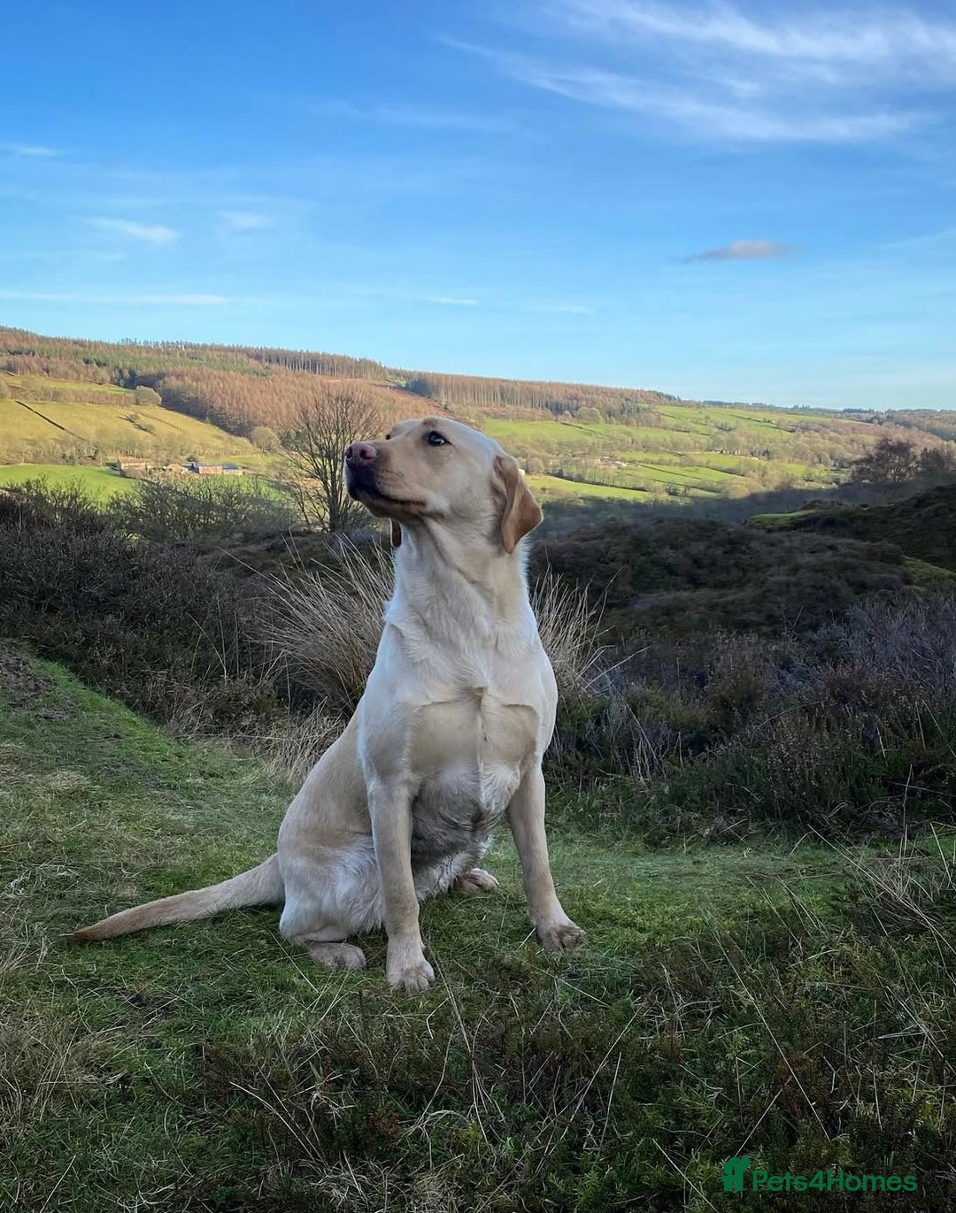 Labrador Retriever dogs for sale: Pretty Perfect Labrador Puppies- Ready in December - Image 10