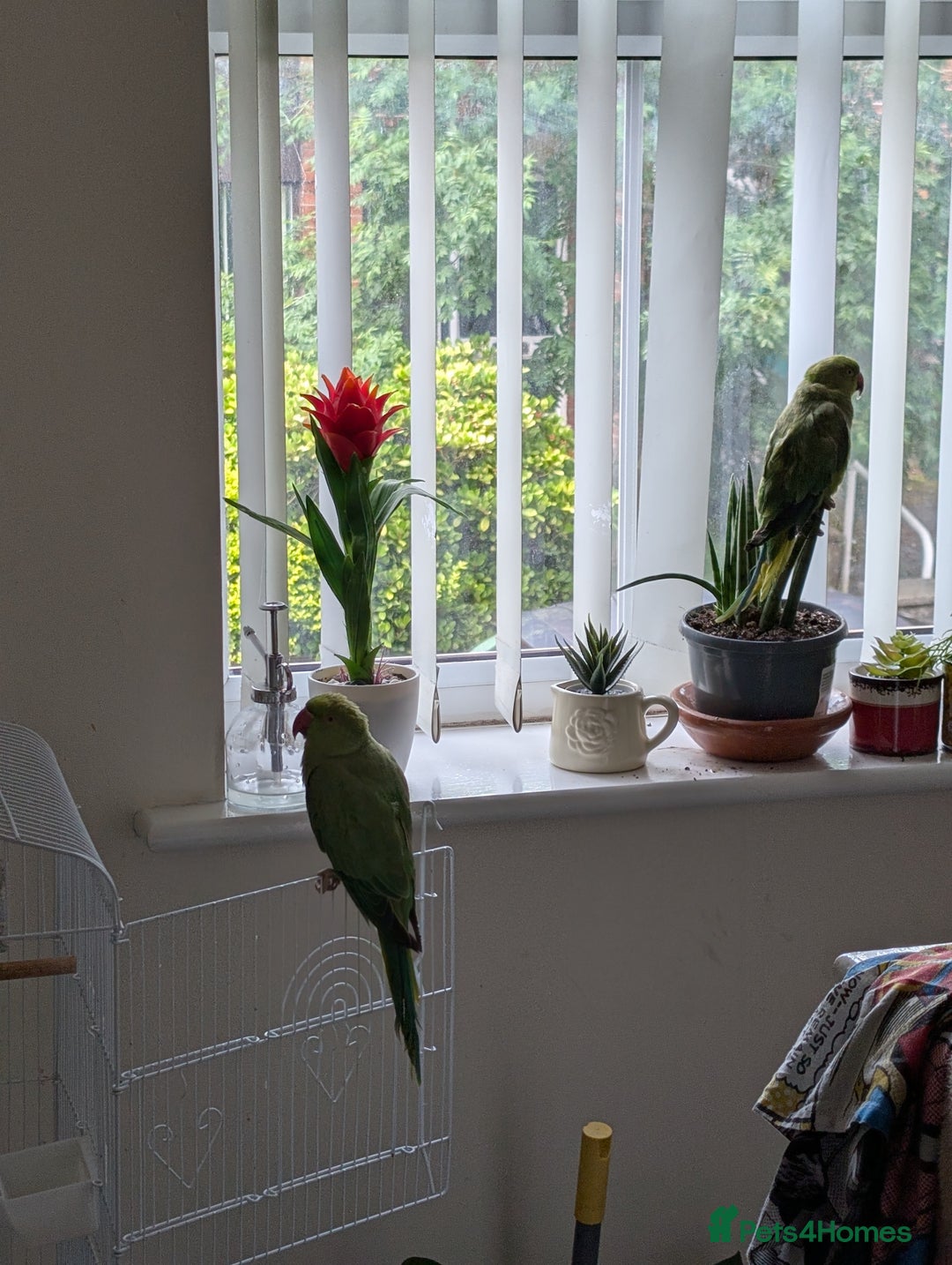 Ringnecks birds for sale: A pair of Indian ring neck parrot - Image 2
