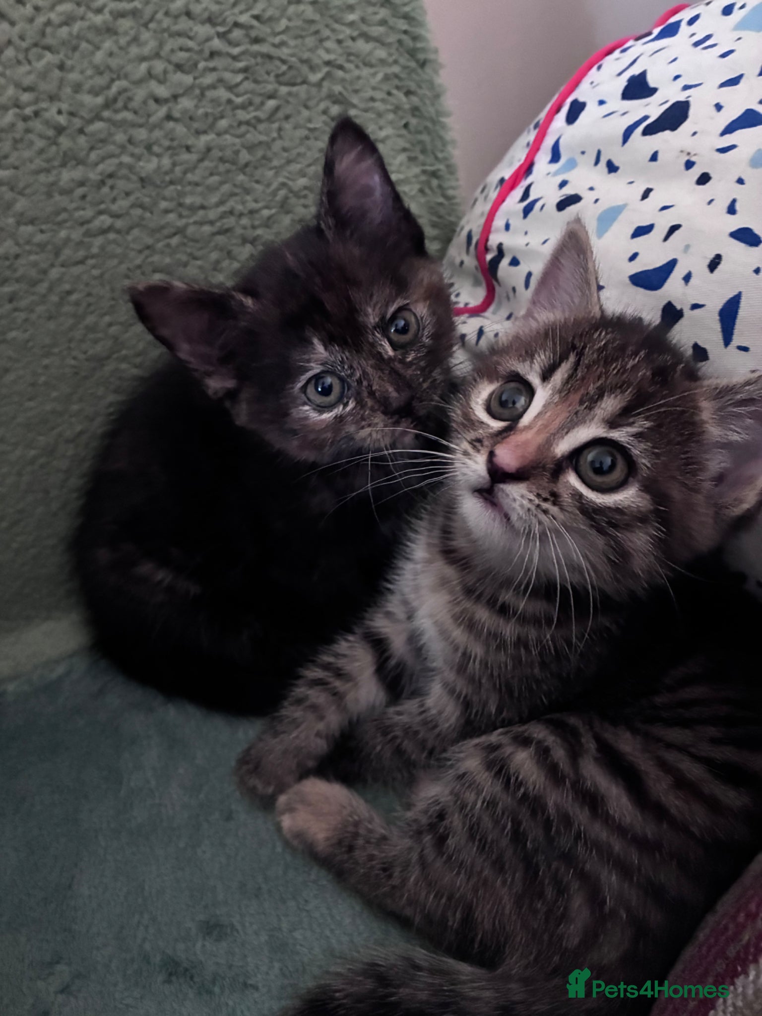 Maine Coon cats READY TO GO LAST 1 Maine coon x girl kitten - Advert 2