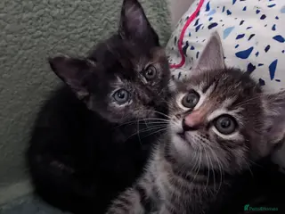 Maine Coon cats READY TO GO LAST 1 Maine coon x girl kitten - Advert 2