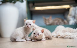 Bengal cats for sale: 3 Snow Bengal Boys-Gorgeous-TICA-Ready in November - Image 8