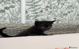 British Shorthair cats for sale: British Shorthair kittens girls - Image 4