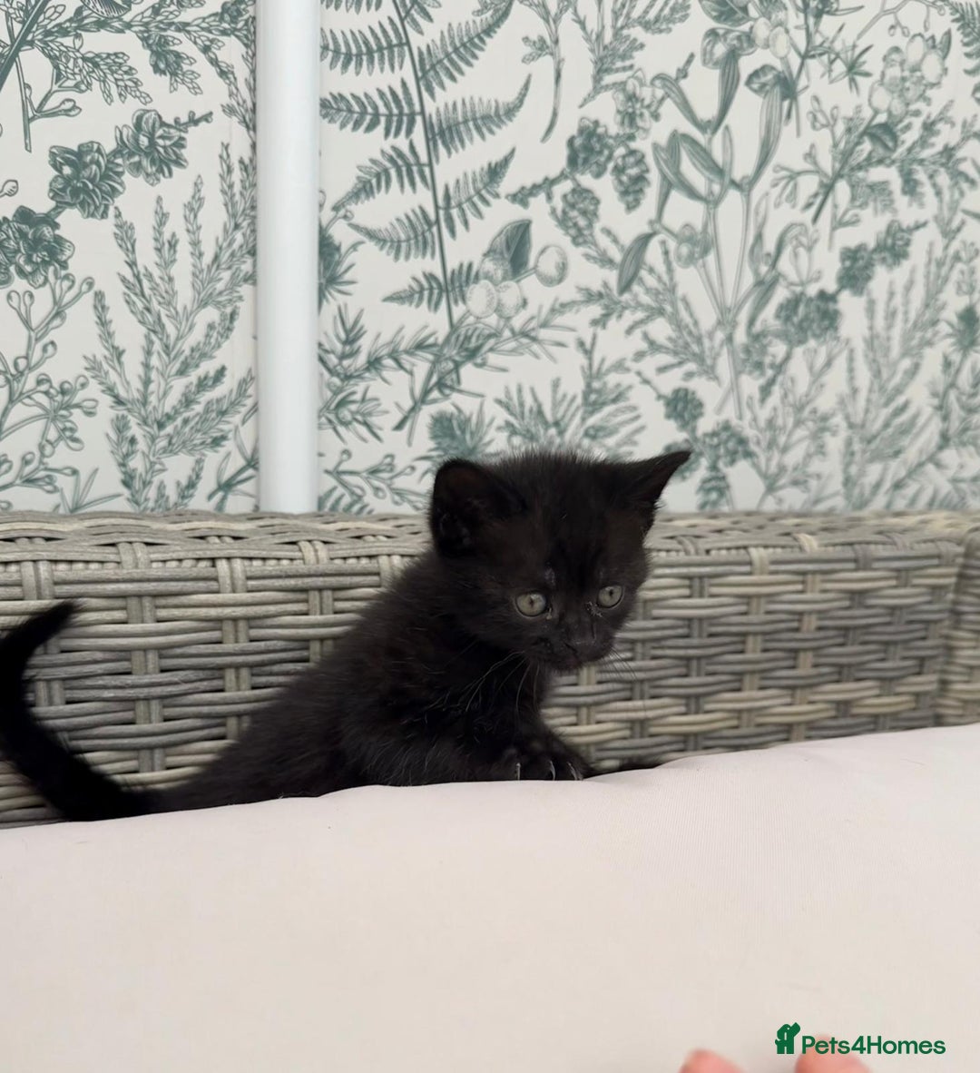 British Shorthair cats for sale: British Shorthair kittens girls - Image 4