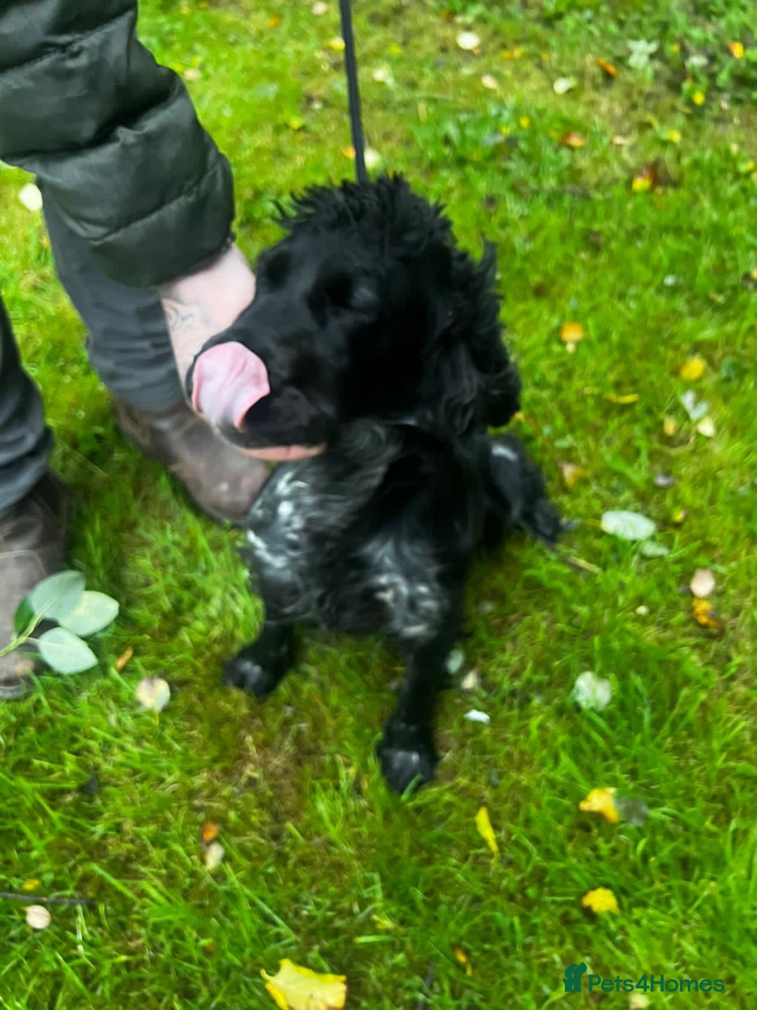 Cocker Spaniel dogs for sale: Cocker spaniel girl - Image 5