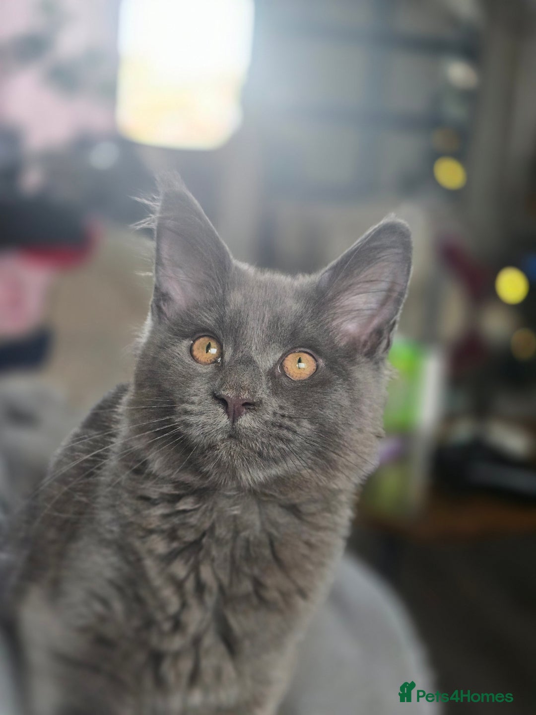 Maine Coon cats for sale: Blue Beautiful baby Milo  - Advert 1