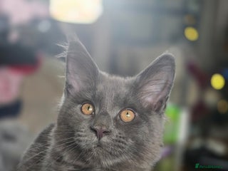 Maine Coon cats Blue Beautiful baby Milo - Advert 4