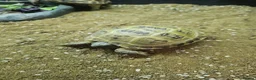 Tortoise reptiles for sale: Horsefield tortoise babies for sale - Advert 2