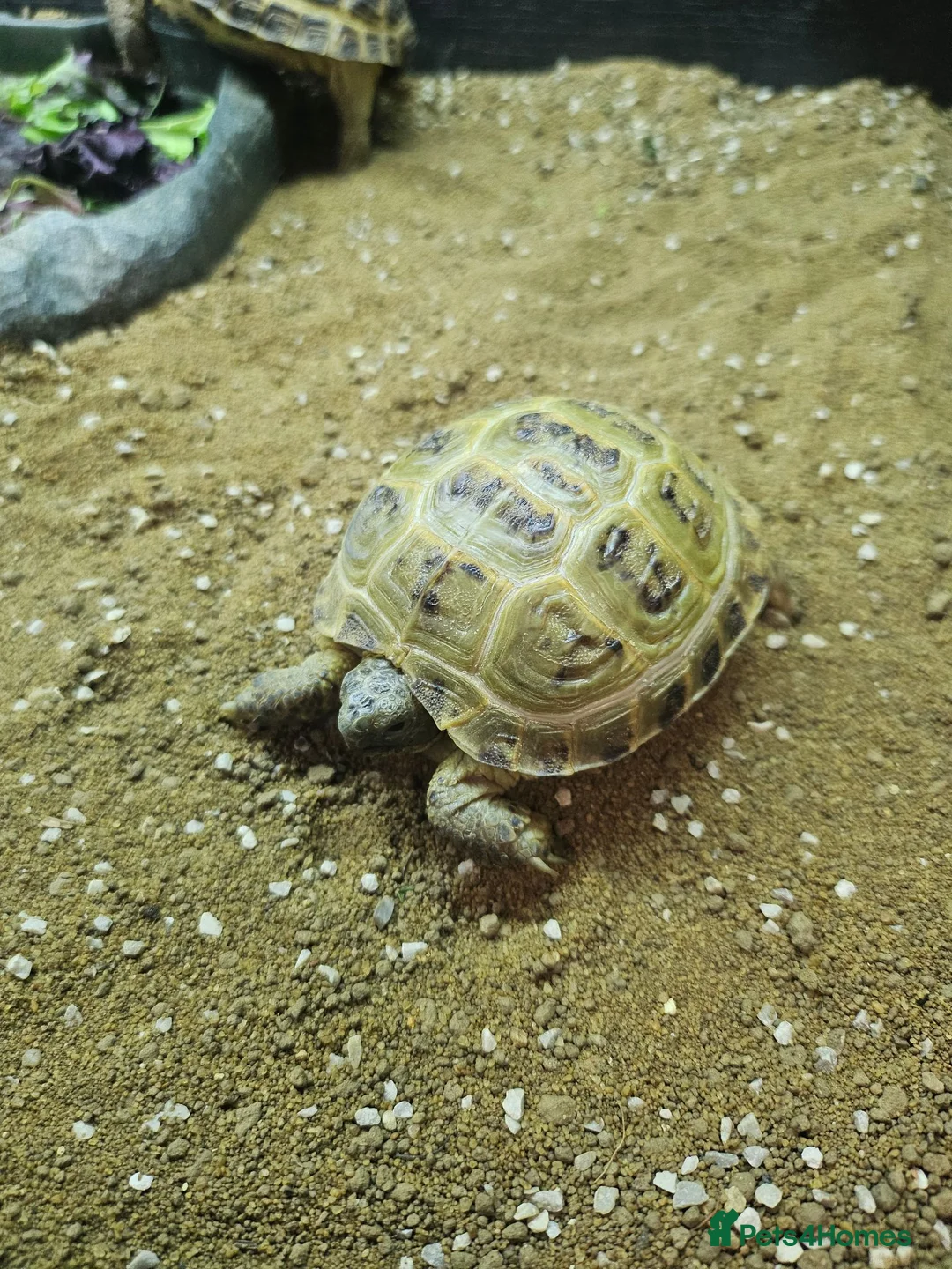 Tortoise reptiles for sale: Horsefield tortoise babies for sale - Advert 2