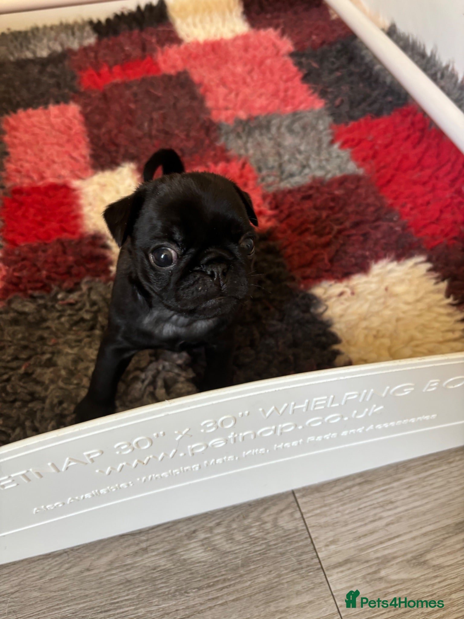 Pug dogs Kc registered Pug puppies - Advert 2
