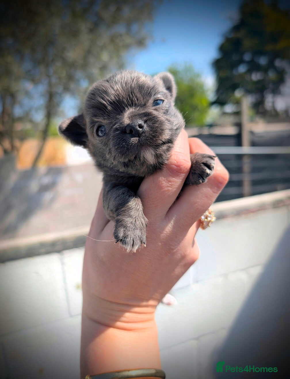 Chihuahua dogs Blue KC reg Long Coat Chihuahua Boy Puppy - Advert 1