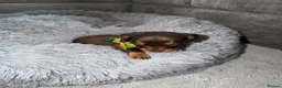 Miniature Dachshund dogs for sale: Miniature dachshunds for sale in Chesterfield - Advert 12