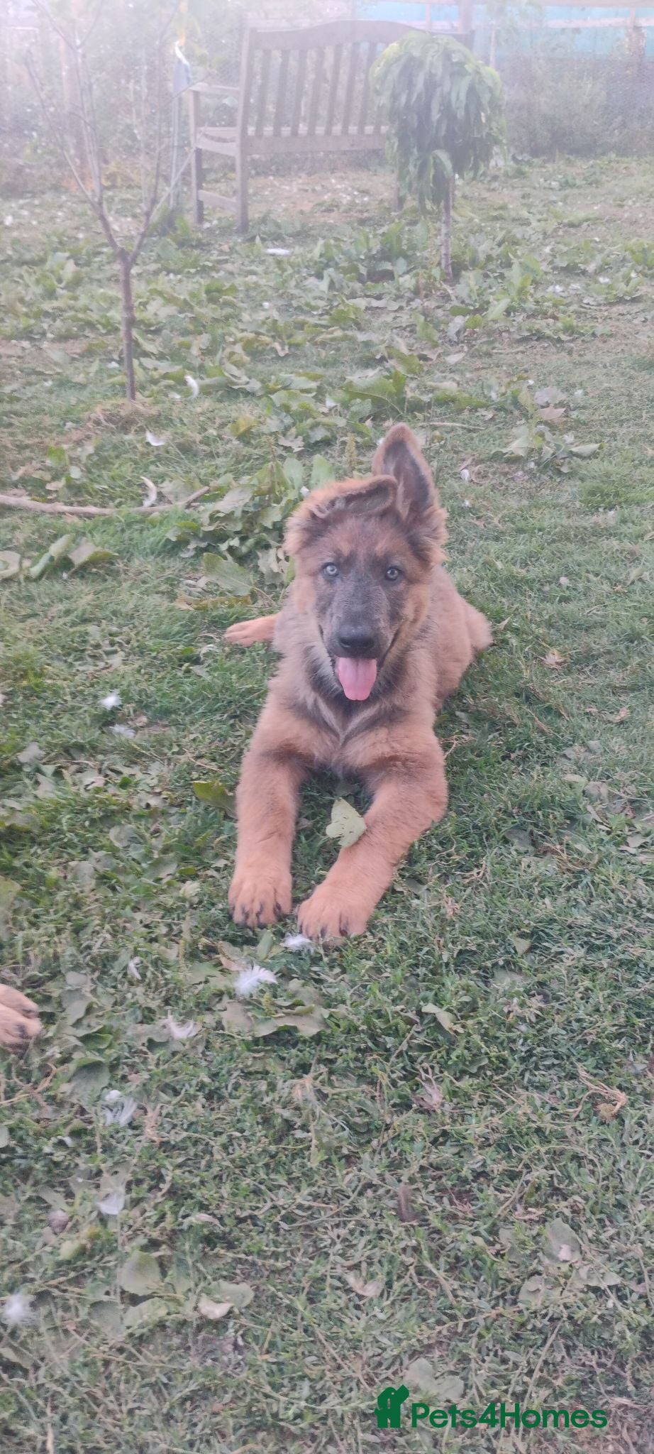 German Shepherd dogs German shepherd bitch pups - Advert 1