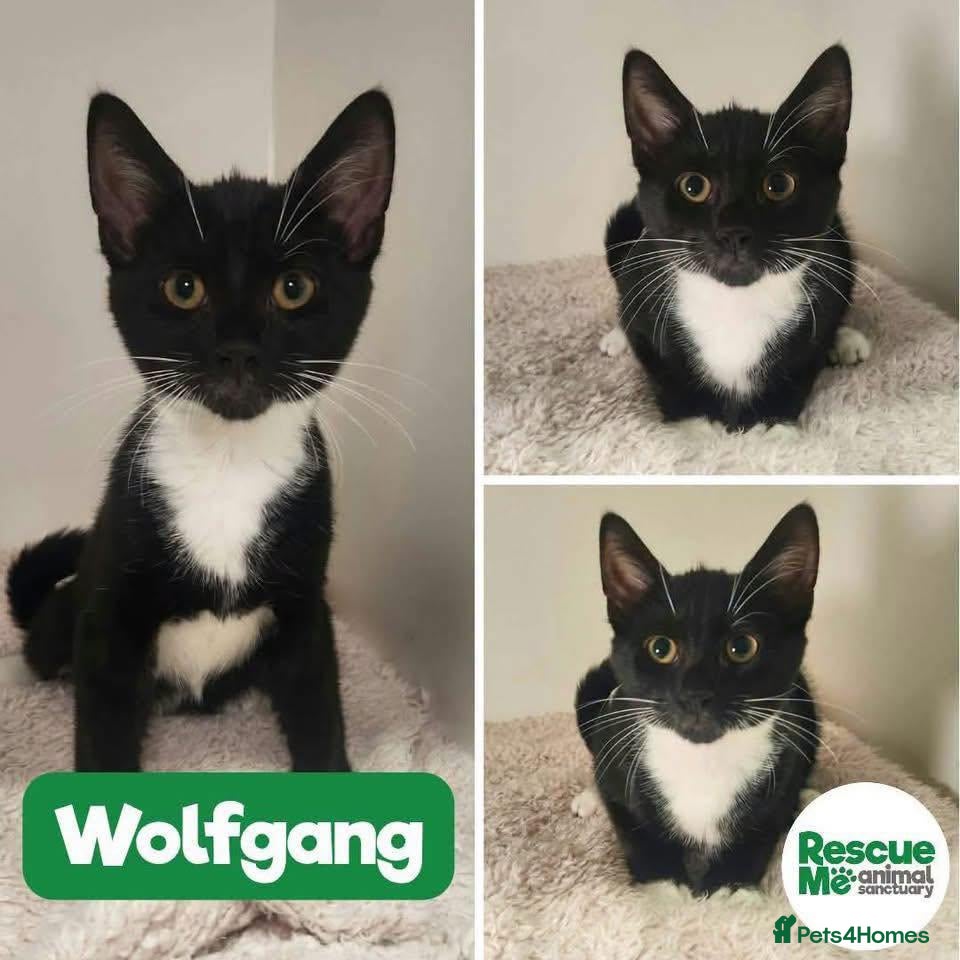 Mixed Breed cats Wolfgang - Advert 4