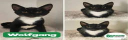 Mixed Breed cats for adoption: Wolfgang - Advert 1