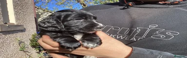 Cocker Spaniel Puppy 3