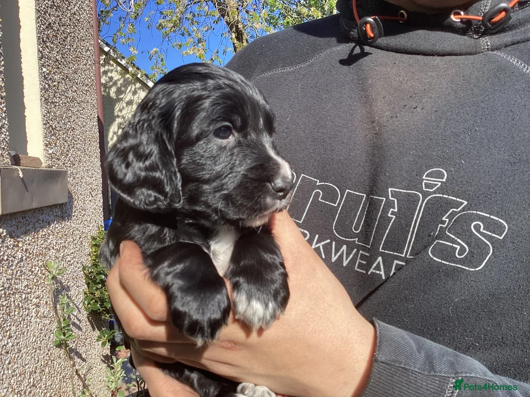 Cocker Spaniel dogs for sale: STUNNING COCKER SPANIEL PUPS  - Advert 2