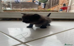 Mixed Breed cats for sale: AVAILABLE SECOND WEEK OF SEPTEMBER  - Image 7